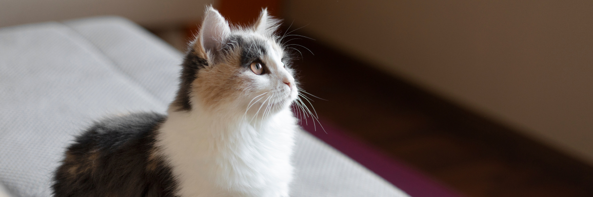 Luxury Cat Carriers and Strollers