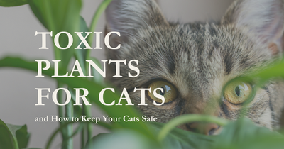Toxic Plants for Cats and How to Keep Your Cats Safe
