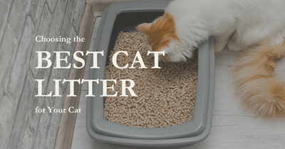 Choosing the Best Cat Litter for Your Cat