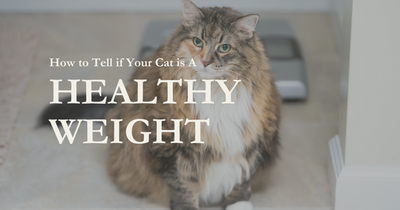 How to Tell if Your Cat Is a Healthy Weight